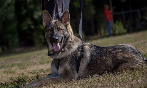 Schutzhund Training Gulf Coast Schutzhund Club
