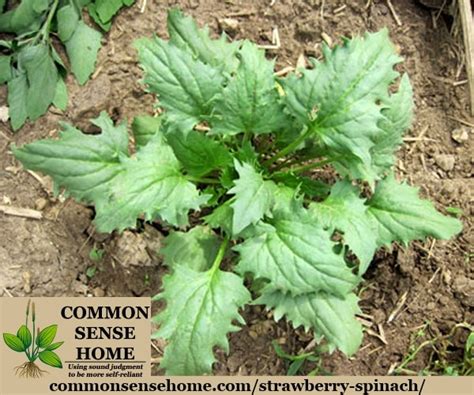 Spinach is an easy, quick, and nutritious crop for your garden! Strawberry Spinach - Easy Care Salad Green with Edible Berries