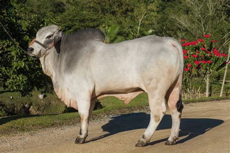 Breeding Of The Brahman Cattle Breed Stock Image Image Of Range