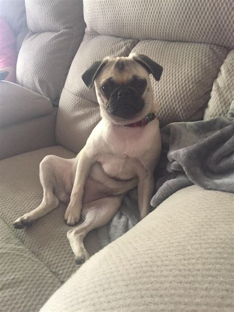 Pug Mix Breed Dogs | Pug mixed breeds, Pugs funny, Pug puppies