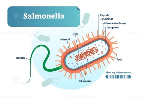 Salmonella Bacteria Micro Biological Vector Illustration Cross Section