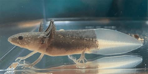 15 Axolotl Colors Common And Rare Types Of Axolotl More Reptiles