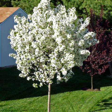 Snowdrift Crabapple — Affordable Trees