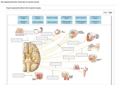 Art Labeling Activity Overview Of Cranial Nerves Howtocutcurtainbangs