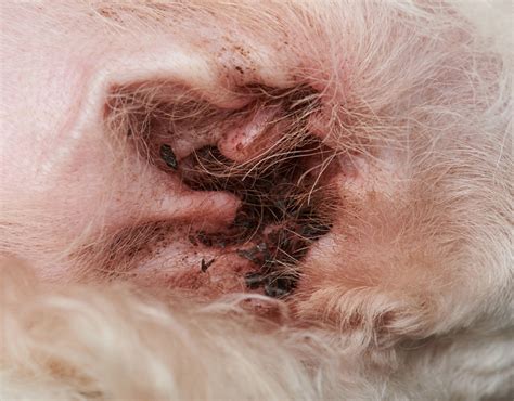 Health Care | Fur Life Vet