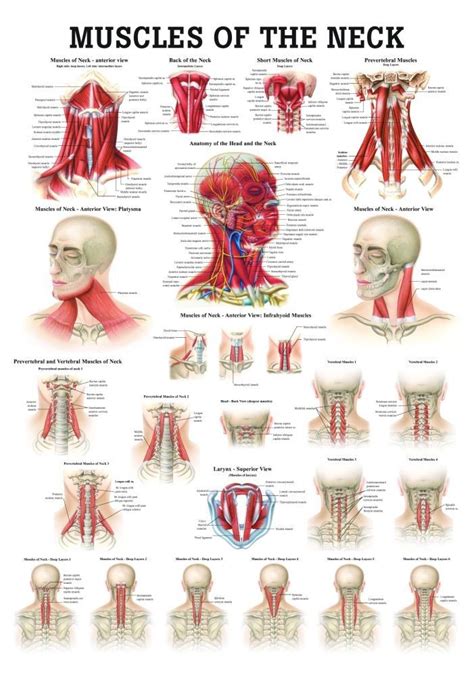 The muscles of the back that work together to support the spine, help keep the the back muscles can be three types. Muscles of the Neck Laminated Anatomy Chart | Muscles of ...