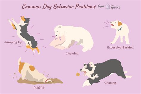 10 Common Dog Behavior Problems And Solutions