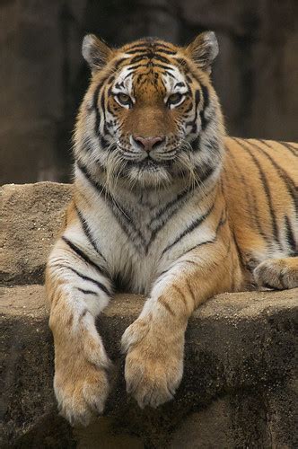 One Of The Most Beautiful Animals A Trio Of Tiger Photos Flickr