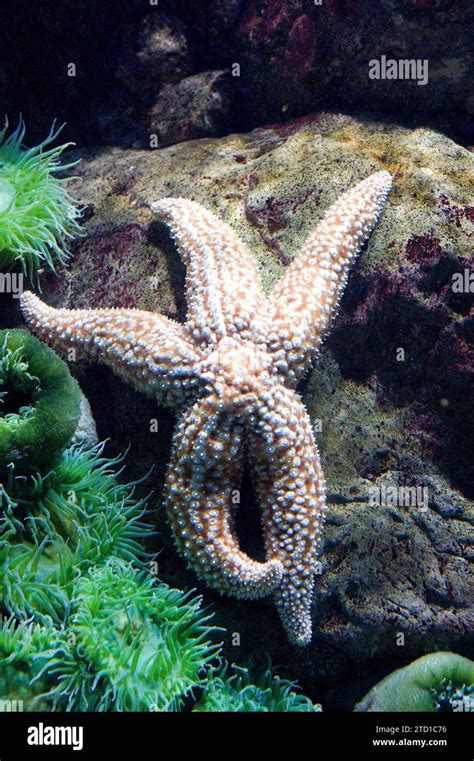 Giant Sea Star Pisaster Giganteus Is A Carnivore Starfish Native To