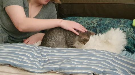 Cat Kneading Blanket Youtube