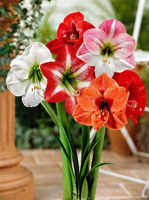 Amaryllis Mixed Collection Our Amaryllis Hippeastrum Mixed Collection
