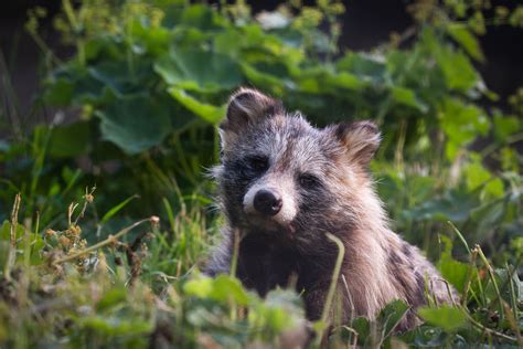 Animal Raccoon Dog 4k Ultra Hd Wallpaper By Cloudtail The Snow Leopard