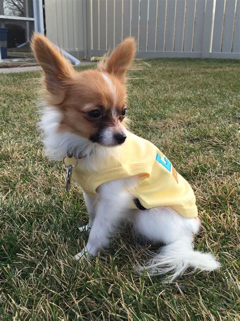 Pin by Kamma Kondrad on Papillon- Ally | Animals, Corgi, Dogs