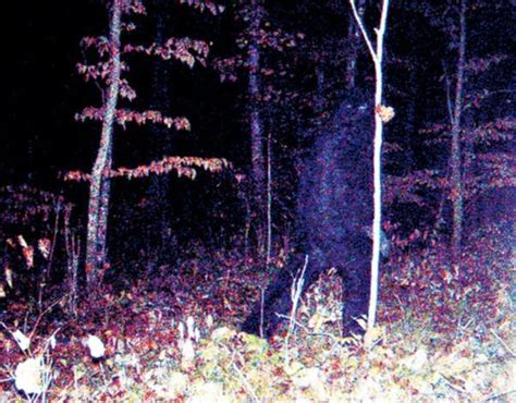 Sasquatch Watch Camera Near Hunting Shack Captures Strange Creature