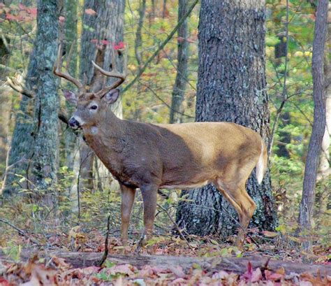 Understanding Rutting Behavior In Arkansas Whitetails The Arkansas