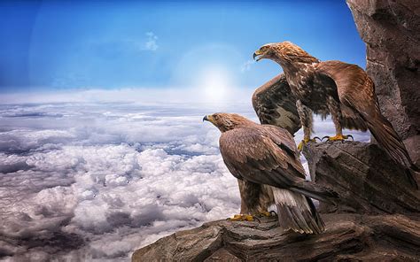 Hd Wallpaper Eagles Birds Prey Masters At Heights Sky Clouds Roc Sun Animals Photo Wallpaper Hd