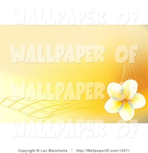 Free Download Wallpaper Of A Yellow And White Hawaiian Plumeria Flower