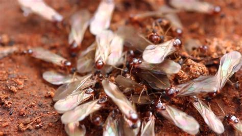 What Does It Mean When You Find Termite Wings Tamika Culver