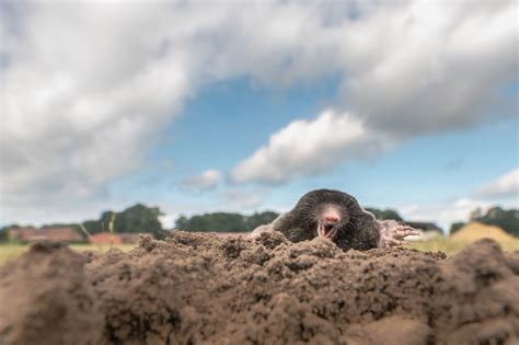 All About The Eastern Ground Mole Trap Your Moles