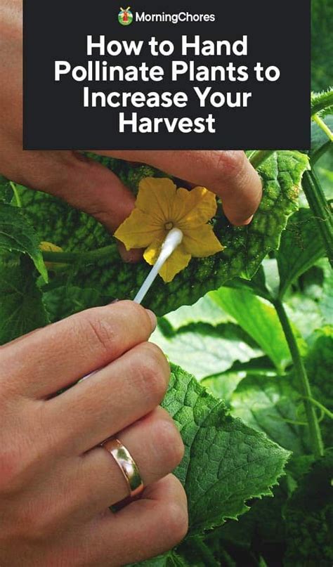How To Hand Pollinate Plants To Increase Your Harvest Pollination