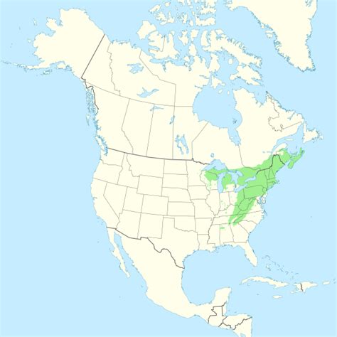 Filetsuga Canadensis Range Mapsvg Wikimedia Commons