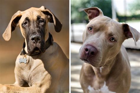 Great Danebull Everything About This Great Dane And Pitbull Mix