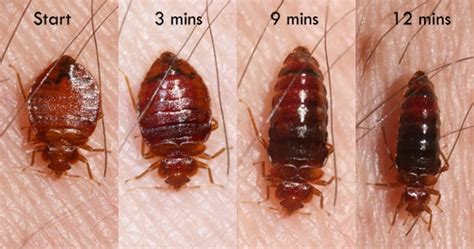 Scabies Vs Bed Bugs How To Tell The Difference Pest Control Gurus