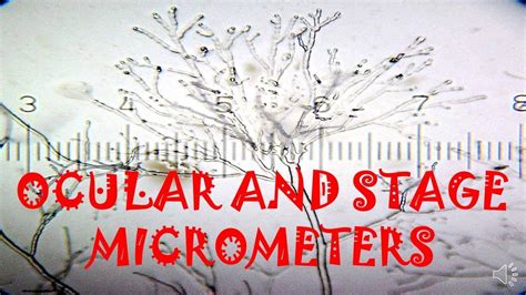 Ocular And Stage Micrometers Youtube