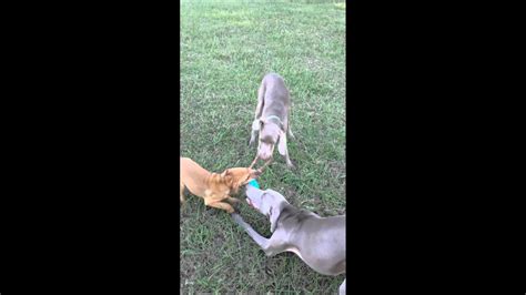 Weimaraners And Shar Pei Mix Play Tug Youtube