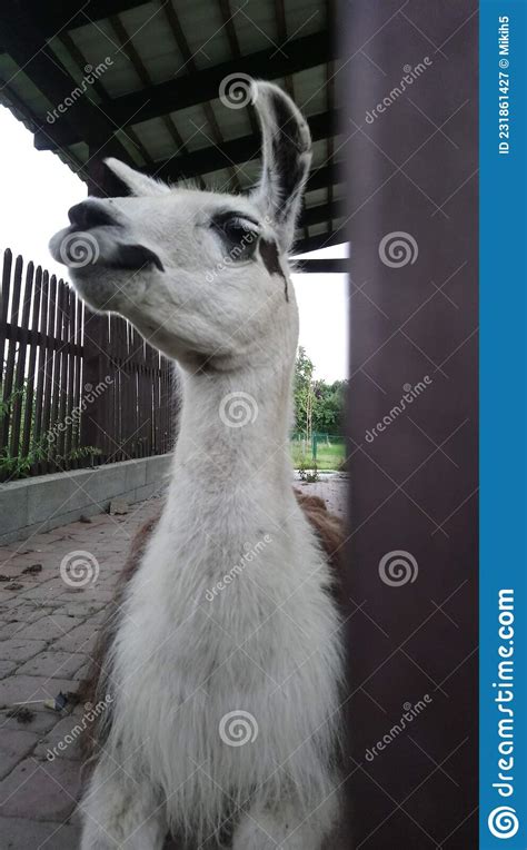 Llama Lama Glama Is A Domesticated South American Camelid Widely Used