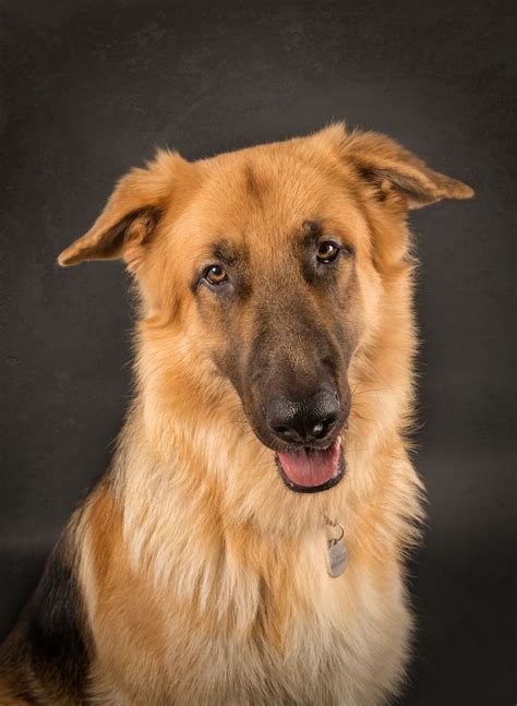 Kaiser - Studio Pet Portraits | Dog cat, Pet portraits, Pets