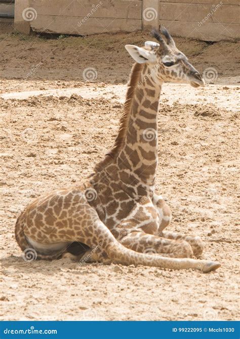 Masai Baby Giraffe Stock Image Image Of Houston Baby 99222095
