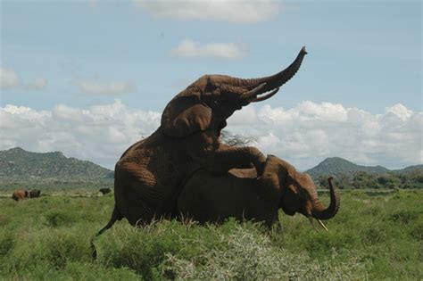 A Tale Of Two Elephants Celebrating The Lives And Mourning The Deaths