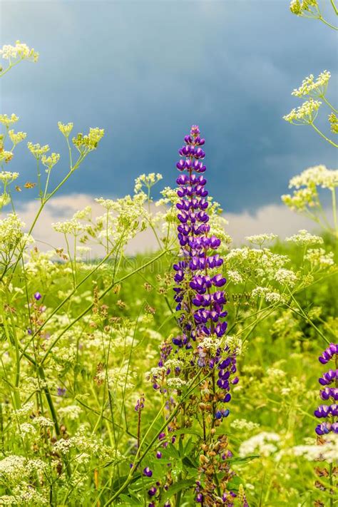 Summer Green Field With Lupine Flowers Stock Image Image Of Grassland