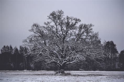 Free Images Tree Nature Branch Snow Winter Black And White Mist