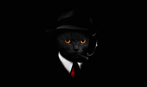 100 Cool Cat Wallpapers