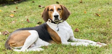 American English Coonhound Redtick Coonhound Info Pictures Puppies