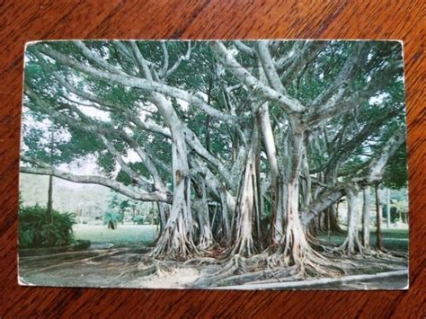 Postcard Banyan Tree Florida 1959 Free Sh In Us Ebay