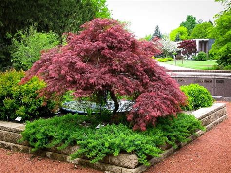 Red Dragon Weeping Japanese Maple New Life Nursery
