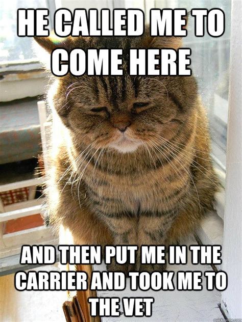 Gather The Unbelievable Funny Vet Cat Memes Hilarious Pets Pictures
