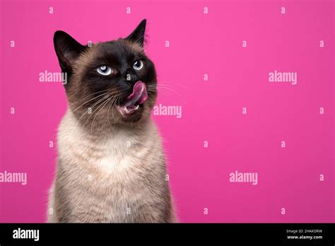 Hungry Seal Point Siamese Cat Licking Lips Looking Up Curiously On Pink