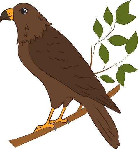 Hawk Clipart Png Images