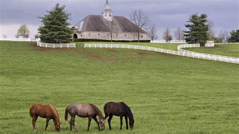 Donamire Horse Farm In Lexington Kentucky HD desktop wallpaper