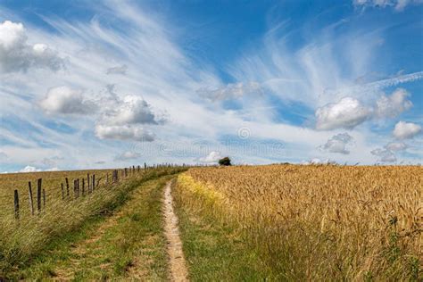 A Pathway Alongside Fields Of Cereal Crops In Sussex On A Sunny