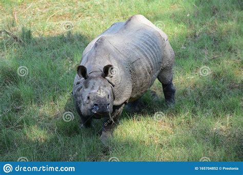 Greater One Horned Rhinoceros Grazing At Chitwan National Park Nepal
