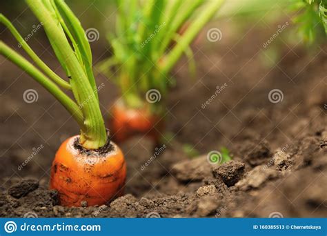 Ripe Carrots Growing In Soil Closeup Organic Farming Stock Image