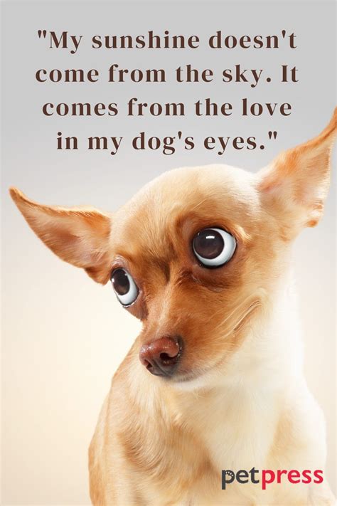 100 Best Funny Dog Quotes To Brighten Your Day