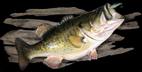 Largemouth Bass Mounts By Marine Creations Taxidermy