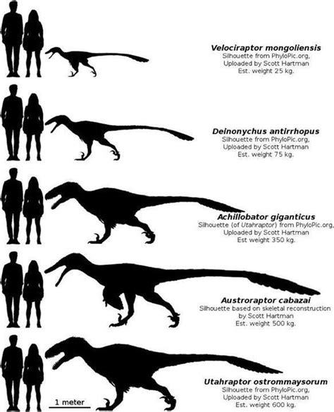 Dromaeosaur Raptor Size Comparison Prehistoric Wildlife