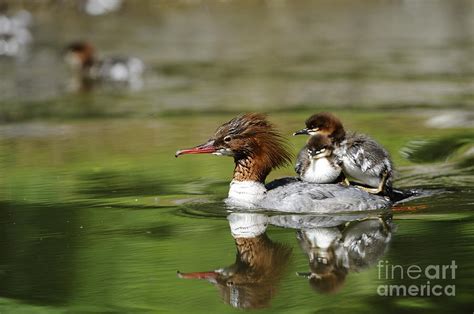 Merganser With Ducklings Photograph By David And Micha Sheldon Fine Art